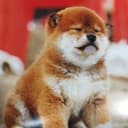 Tomihiko Ookubo